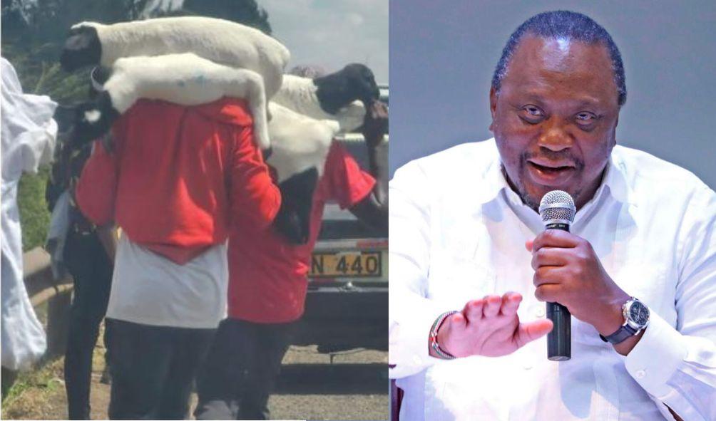 Kenyatta Family's Sheep Worth Ksh 450K Seized in Police Raid on Private Home