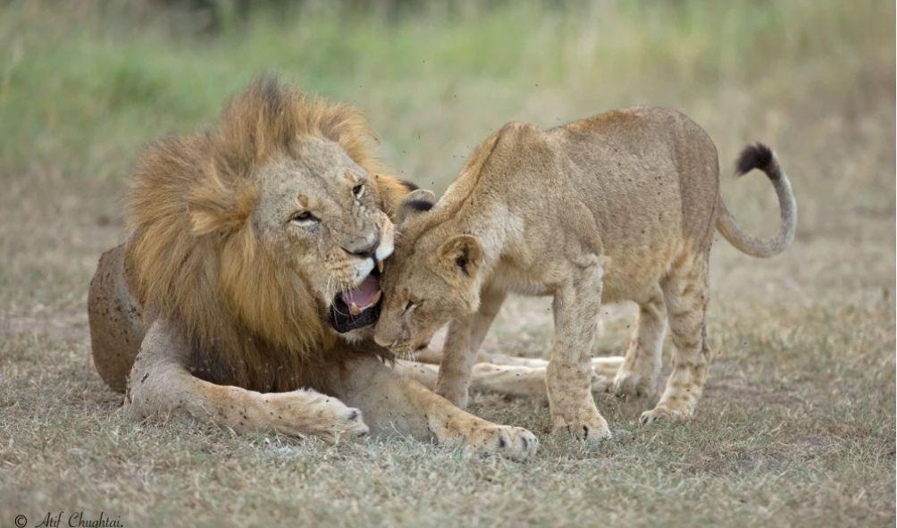 KWS Condemns Maasai Morans' Lion Killings