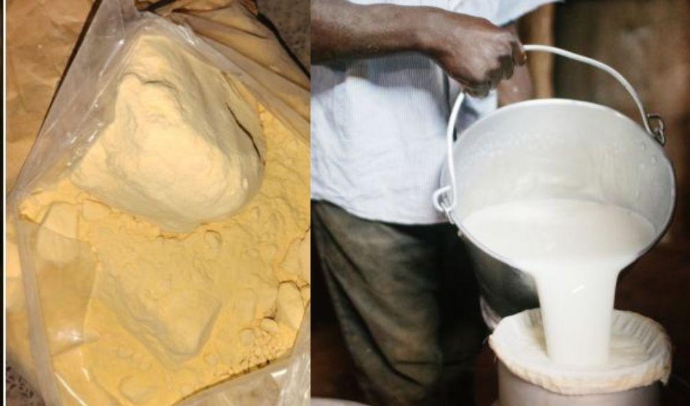 Dairy Battle: Ruto's New Move Against Imported Powdered Milk