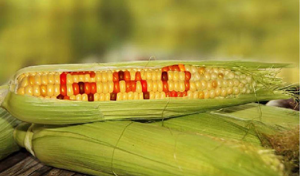 GMO