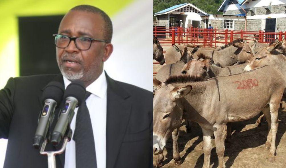 Agriculture Cabinet Secretary Mithika Linturi Hints at Lifting Donkey Slaughter Ban and Donkey Meat Sales