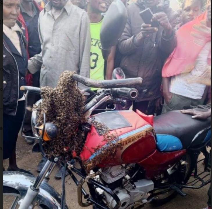 Bees Chase Boda Boda Thief in Bomet