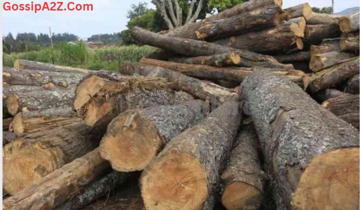 Ruto Logging Freeze Extended By Environment Court