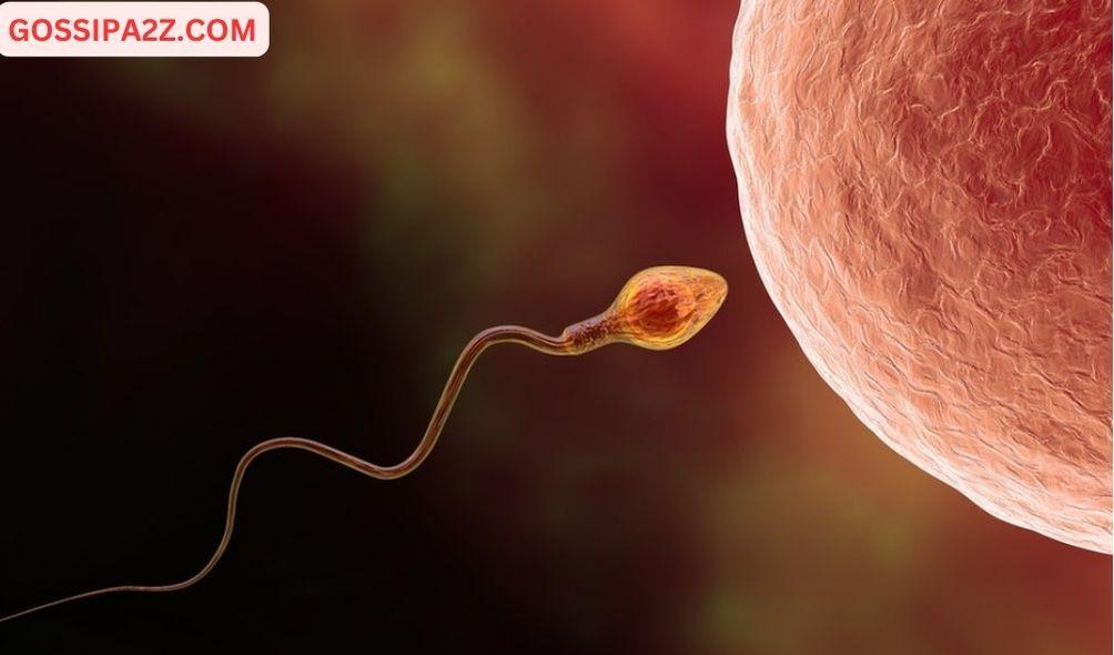 New AI tool could be the answer to male infertility