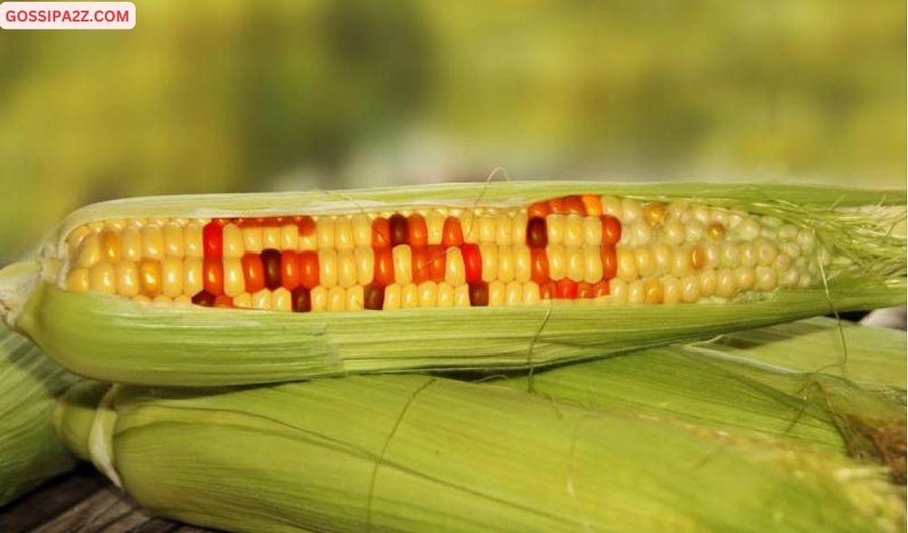 GMO Imports Approved: Court Rules 'No Evidence Of Harm To Humans'