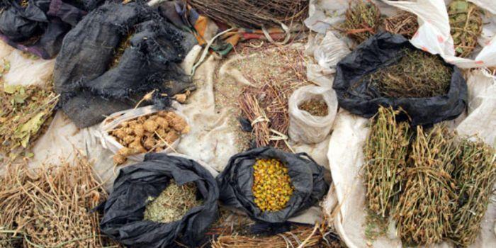 Ksh100,000 Fine For Kenyans Making Herbal Medicine Without Following Regulations