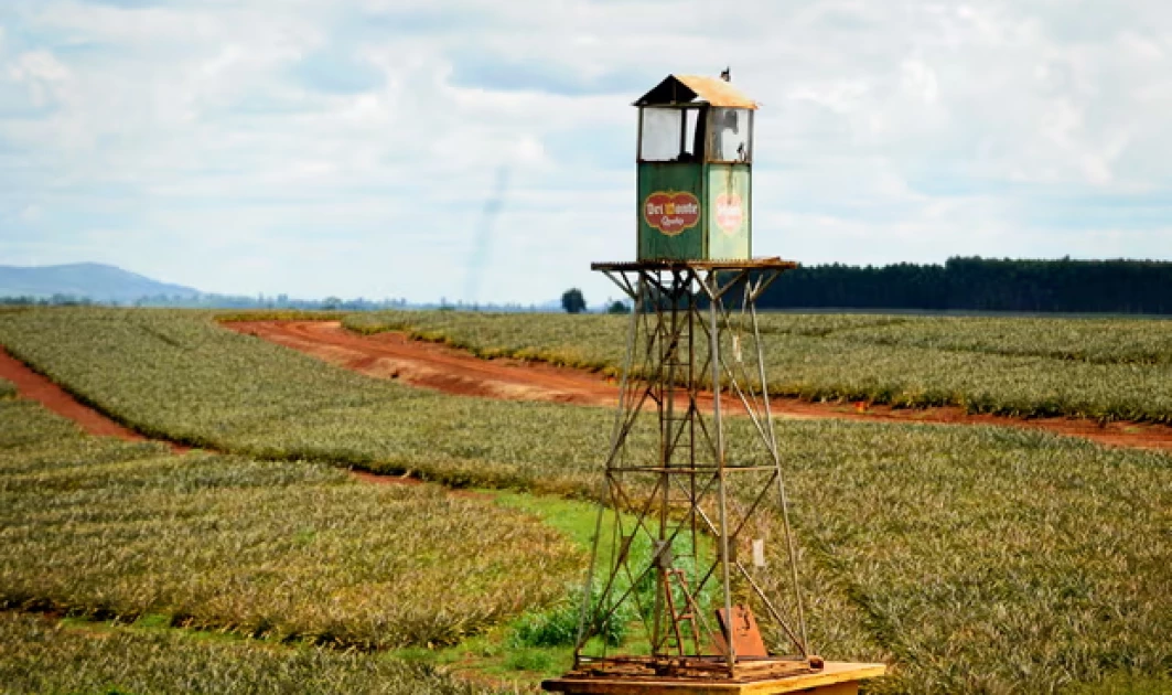 Del Monte’s pineapple farm near Thika, Kenya. Photograph: Joerg Boethling/Alamy