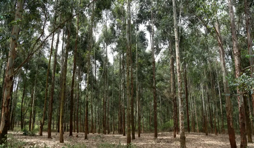 Narok: One Shot Dead, Three Injured As Locals Fight Rangers For Seizing Livestock Grazing In Gazetted Forest