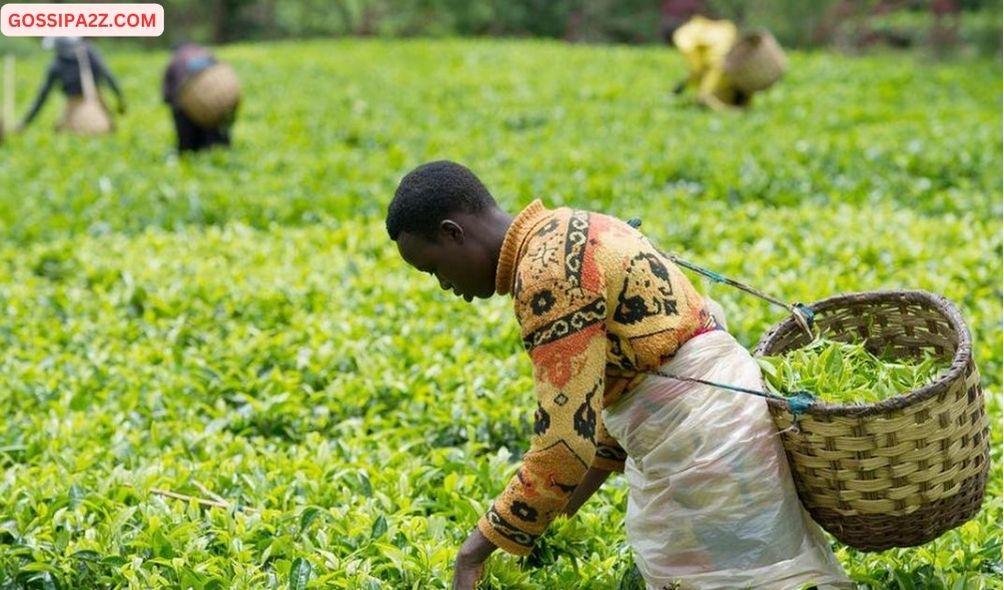 Kenyan Tea Rocks Top Iranian Govt Circles in Ksh542B Graft Case Kenyan Tea Rocks Top Iranian Govt Circles in Ksh542B Graft Case