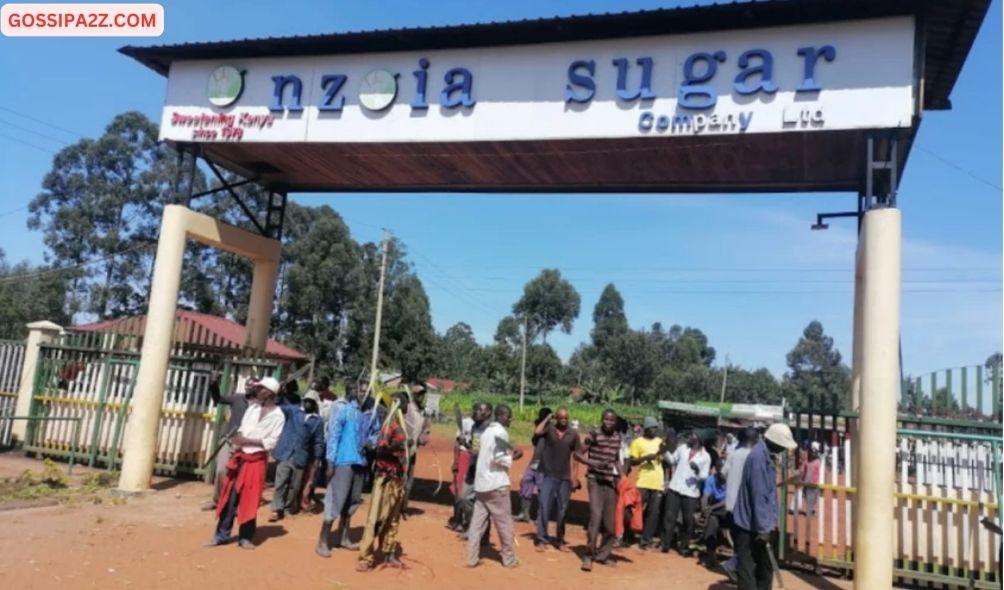 Nzoia Sugar Factory Farmers Lament 21-Month Salary Arrears Amid Reopening