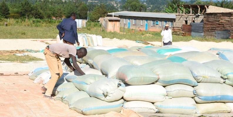 Harvest in Trans Nzoia County, which expects a maize yield of 5.6 million bags. Uasin Gishu County projects to realise 4.5 million bags, of which 2.5 million will be released into the market.