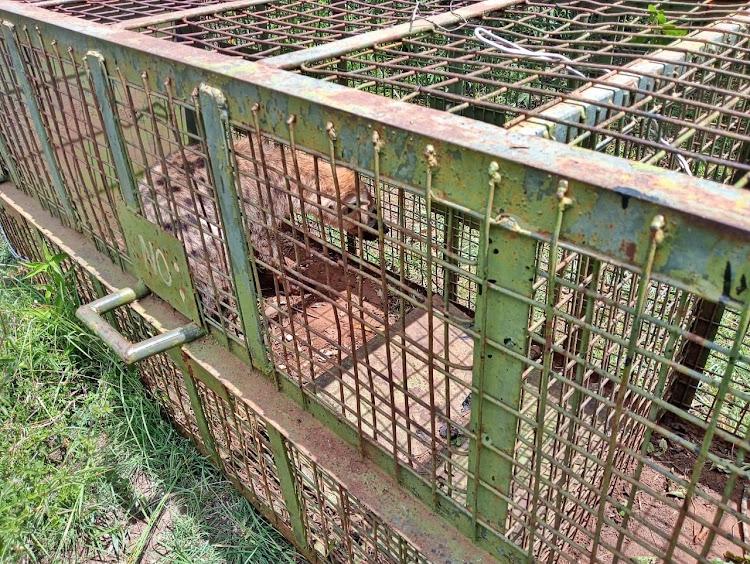 Hyena captured at Kimincha Farm in Juja, Kiambu County.