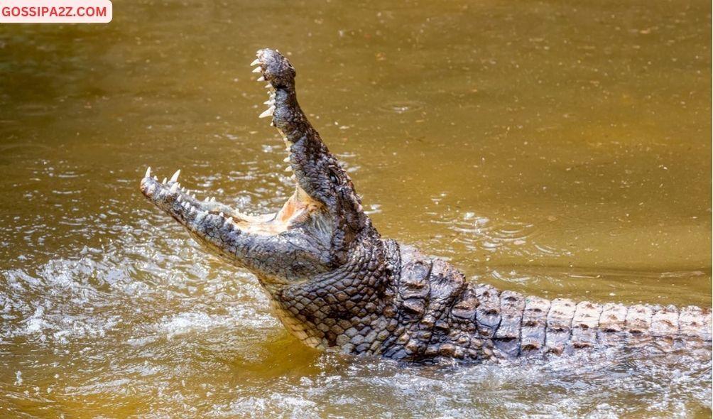 KWS Retrieve Missing 11-Year-Old Boy From Crocodile's Stomach