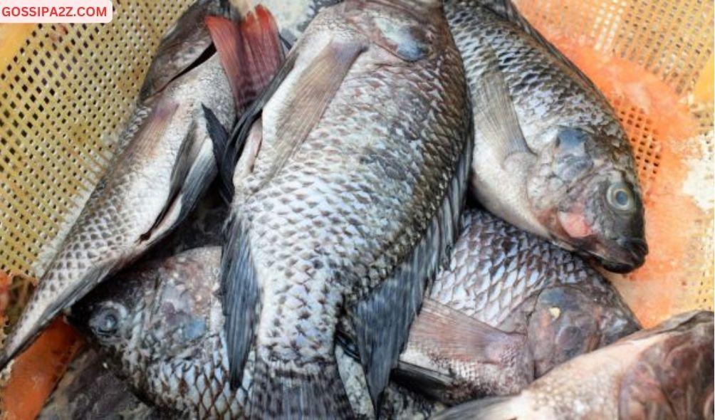 Govt to Compensate Kenyans Injured or Killed by Fish