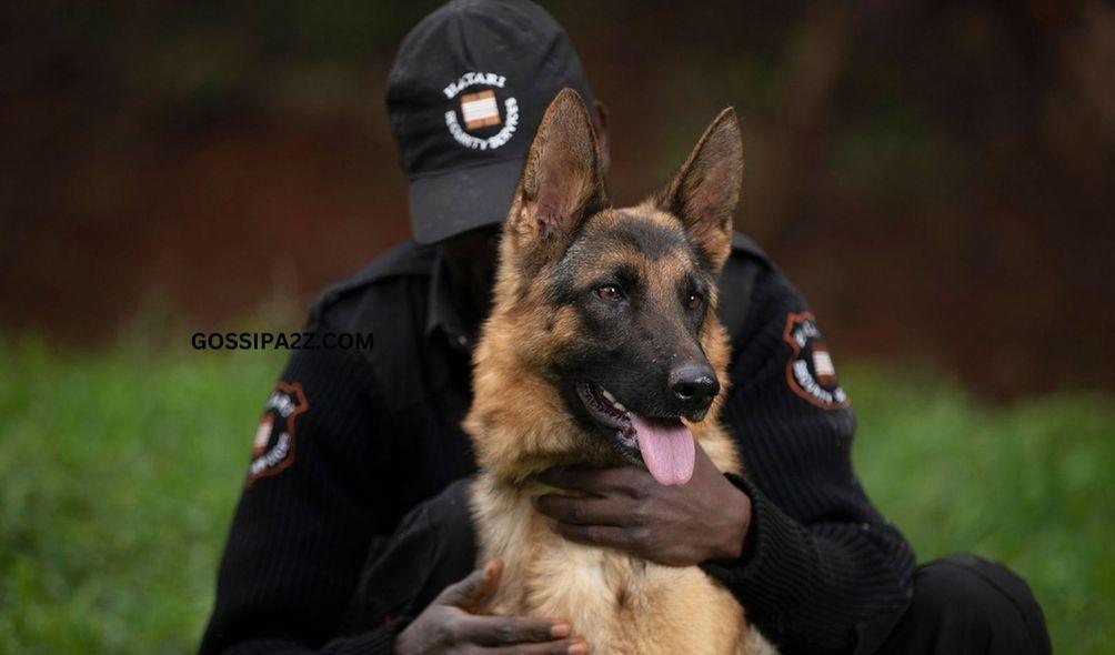 CS Kindiki Introduces Ksh 300K Fine for Kenyans Mistreating Dogs