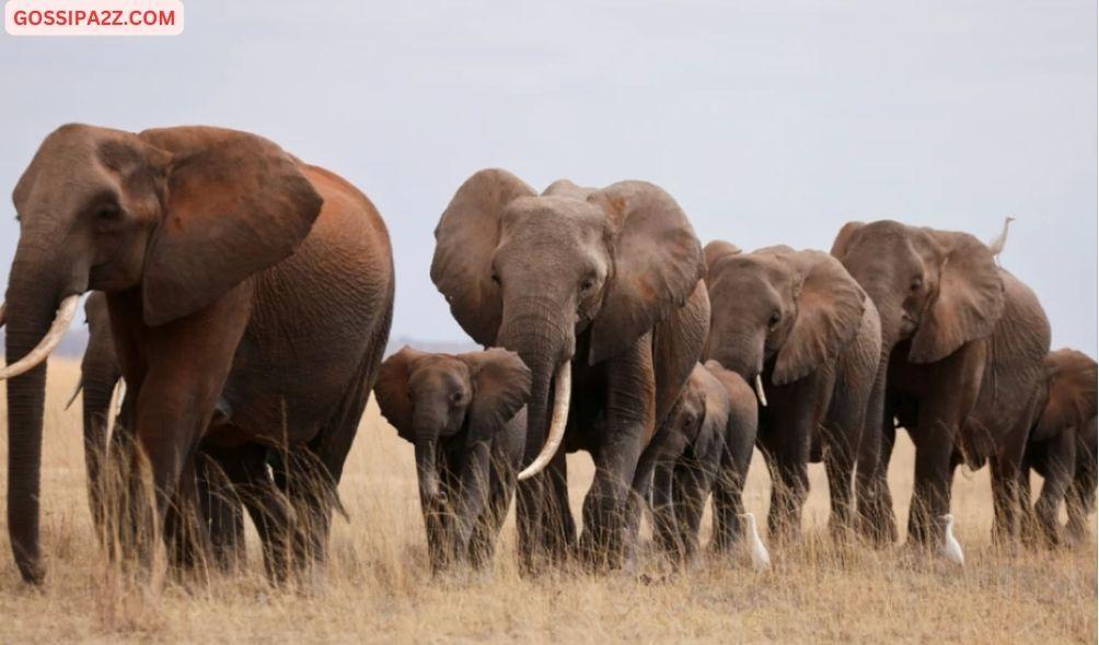 Elephants walk in the Amboseli National Park, Kenya, August 10, 2021. Picture taken August 10, 2021. REUTERS/Baz Ratner/File Photo