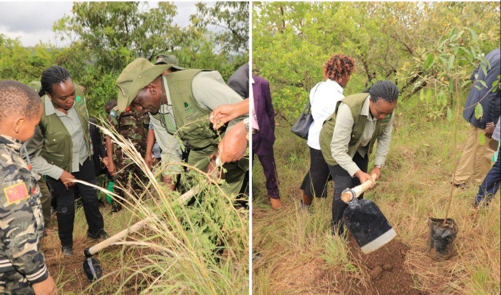 President Ruto and CS Soipan Tuya join in a tree planting initiative at Kiambicho Forest.