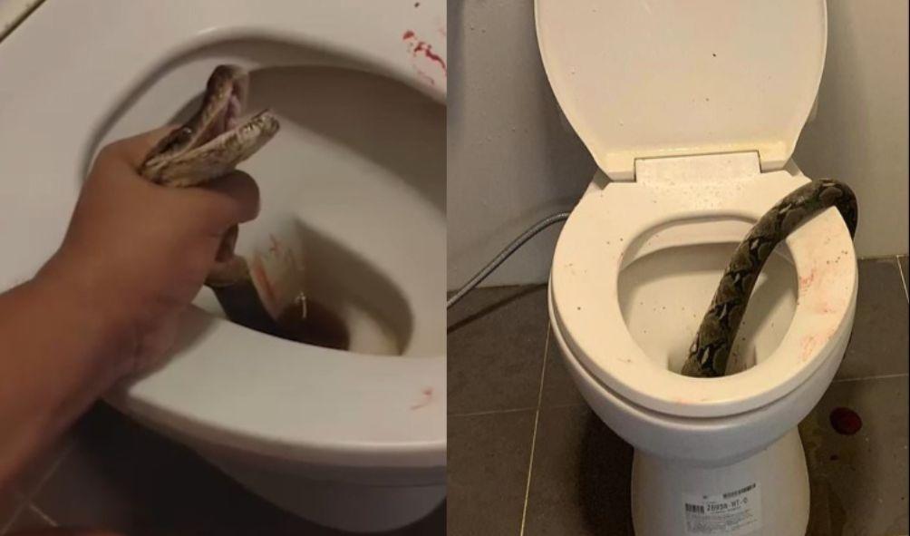 The python seen in the toilet bowl. PHOTOS/Asia Pacific Press Via ViralPres