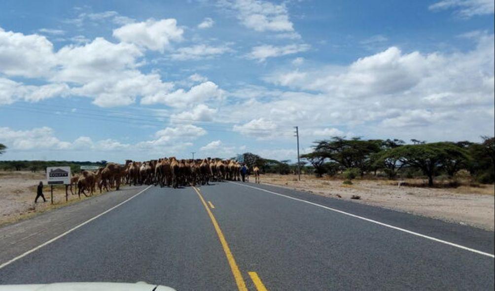 cows crossing a road