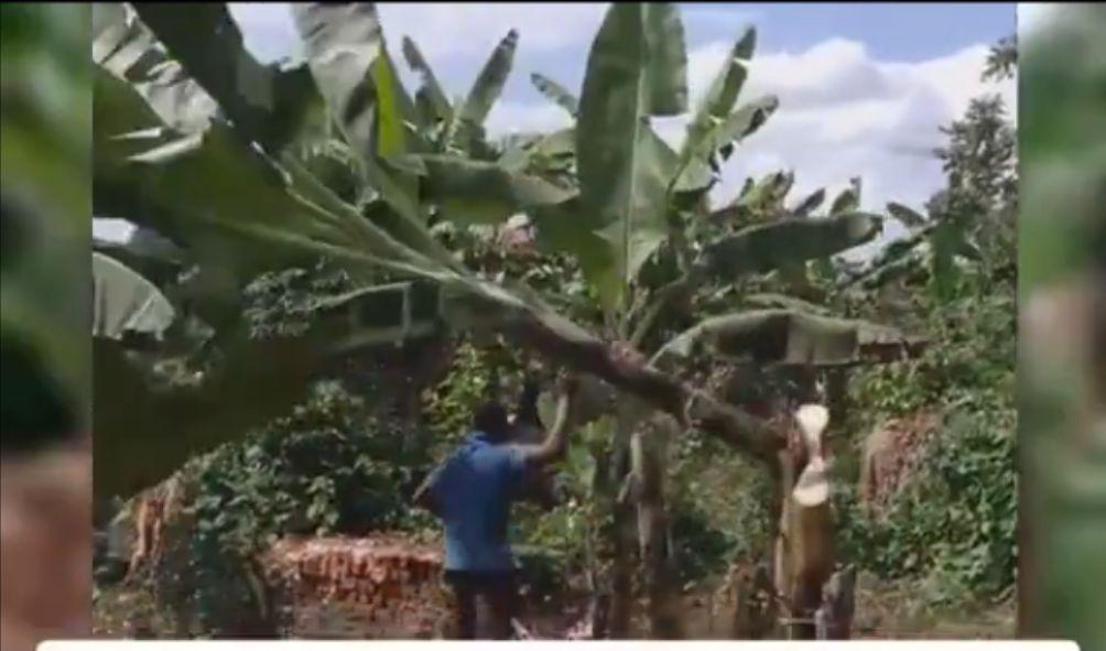 Heartbroken Kisii Man Destroys Bananas After Girlfriend Dumps Him Post-Graduation Despite Paying Fees for Her(Video)