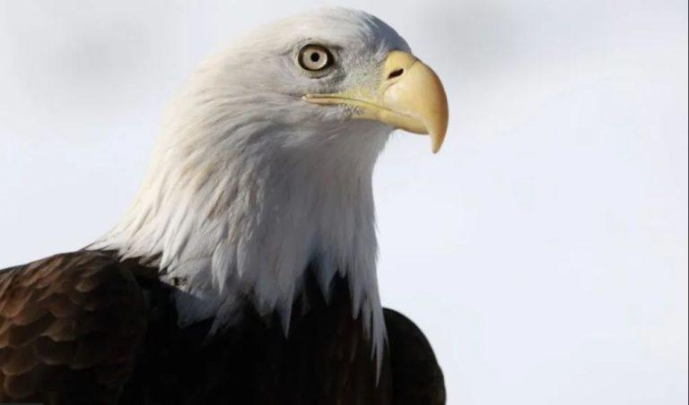 The bald eagle is now officially the national bird of the US