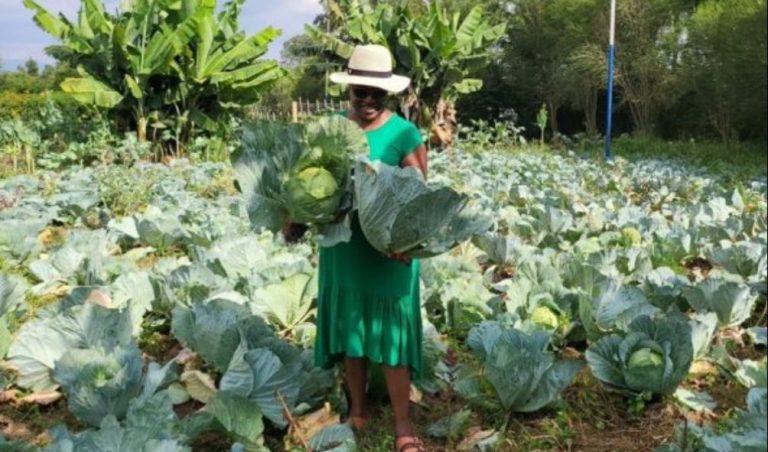 Former Health Cabinet Secretary Susan Nakhumicha showing off the cabbages at her farm. PHOTO/@Nakhumicha_S/X